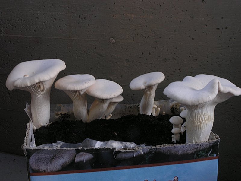 Se l''habitat naturale non risponde...........